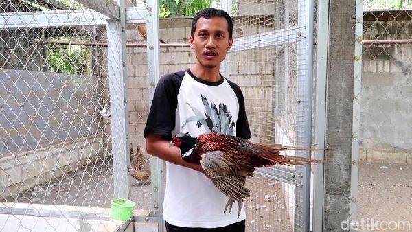 Meraup Cuan dari Ternak Ayam Pendeteksi Gempa