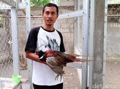 Meraup Cuan dari Ternak Ayam Pendeteksi Gempa