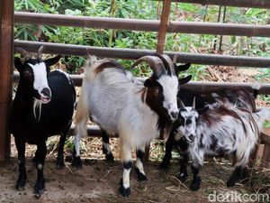 Vaksinasi Covid-19 di Sulawesi Selatan Berhadiah Kambing