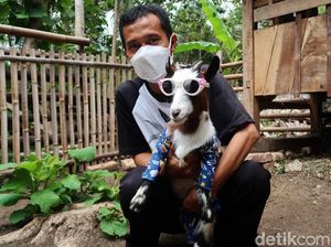 Pernah Lihat Kambing Mini, Belum? Sepasang Rp 75 Juta Lho Pernah Lihat Kambing Mini, Belum? Sepasang Rp 75 Juta Lho