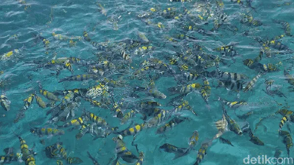 Terhipnotis Keindahan Desa Wisata Arborek