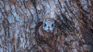 Tupai Menggemaskan yang Bisa Terbang