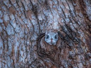 Tupai Menggemaskan yang Bisa Terbang Tupai Menggemaskan yang Bisa Terbang