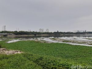 Warga Minta Waduk Pluit Dibersihkan dari Sampah dan Eceng Gondok Warga Minta Waduk Pluit Dibersihkan dari Sampah dan Eceng Gondok