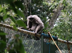 Momen Pelepasan 3 Owa Jawa di Kawasan Cagar Alam Gunung Tilu