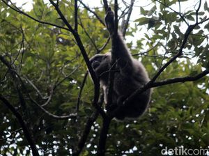 Akhirnya, 3 Owa Jawa Kembali ke Alam Liar Gunung Tilu Akhirnya, 3 Owa Jawa Kembali ke Alam Liar Gunung Tilu