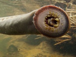 Seram! Hewan Purba Penghisap Darah Muncul Lagi