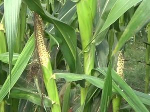 Hama Tikus Serang Tanaman Jagung di Tulungagung, Petani Merugi