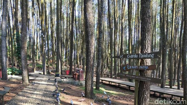 Hutan Pinus Mangunan, Wisata Instagramable dengan Pemandangan Alam di Bantul