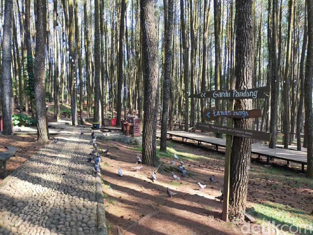 Hutan Pinus Mangunan, Wisata Instagramable dengan Pemandangan Alam di Bantul
