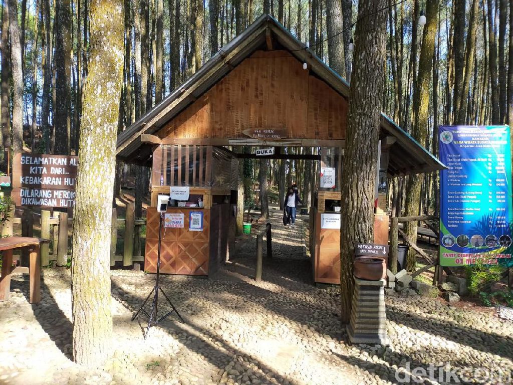 Wisata Jogja: Asyiknya Berburu Foto Cantik di Hutan Pinus Mangunan