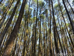 Hutan Pinus Mangunan: Daya Tarik, Fasilitas, dan Harga Tiket Masuk