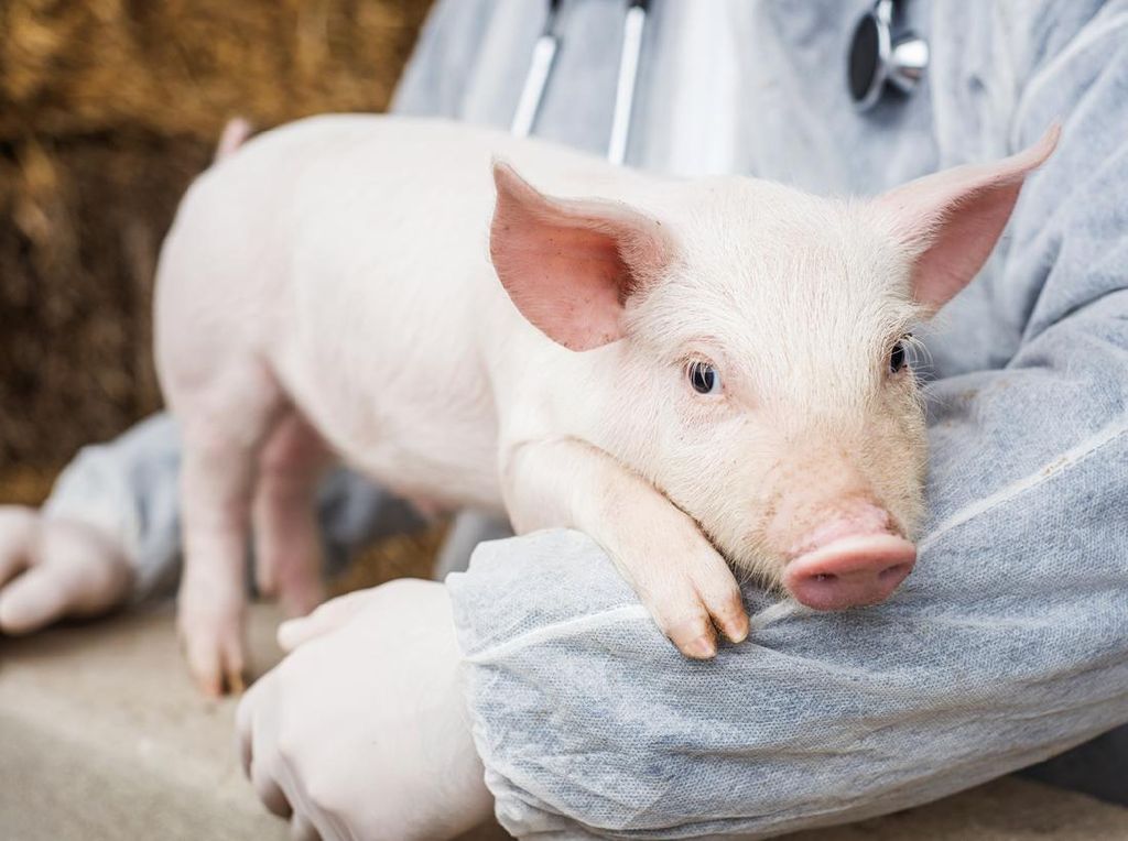 Pertama di Dunia, Pria Ini Jalani Transplantasi Jantung Babi