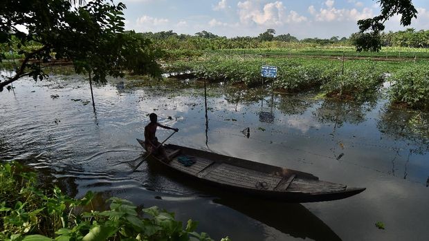 In this photograph taken on September 26, 2021, a farmer steers a boat in an inundated field past vegetables growing on seed beds, made of stack layers of water hyacinth and bamboo tied together by their roots to create a raft, in Mugarjhor some 200 kilometres (120 miles) south of Dhaka. - Rising sea levels and violent flooding are already putting tens of millions of lives at risk in Bangladesh, but they bring another problem that threatens the entire nation: Water-logged land and high salinity in streams and soil are killing crops. (Photo by Munir uz zaman / AFP) / TO GO WITH Climate-UN-COP26-Bangladesh-agriculture,FEATUREby Shafiqul Alam