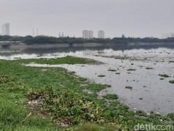 detikcom Do Your Magic: Pembersihan Belum Tuntas, Waduk Pluit Masih Kotor