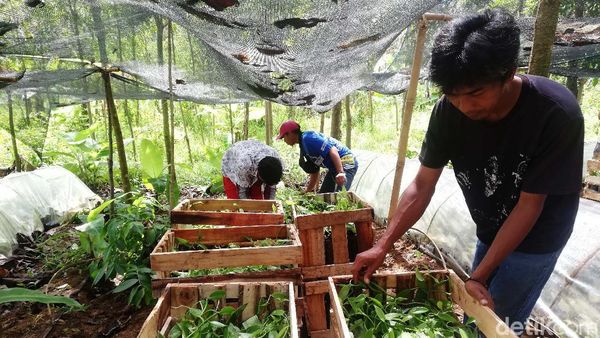 Melihat Budidaya Benih Vanili di Sumedang