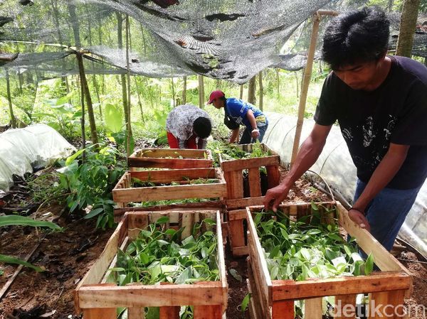 Melihat Budidaya Benih Vanili di Sumedang