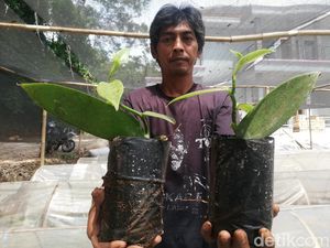 Desa di Sumedang Ini Jadi Satu-satunya Penghasil Emas Hijau di Jabar