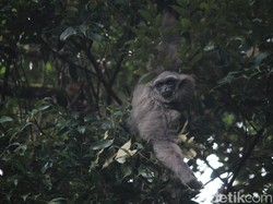 KEHATI Ingatkan Primata Indonesia Dalam Bahaya!