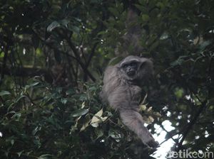3 Owa Jawa Dilepasliarkan di Kawasan Gunung Tilu Kabupaten Bandung 3 Owa Jawa Dilepasliarkan di Kawasan Gunung Tilu Kabupaten Bandung