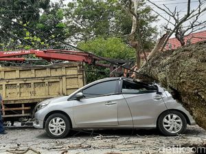 Braaak...! Mobil di Riau Ini Ringsek Ketimpa Pohon