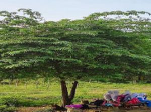 Tanaman Pohon Obat Penyerap Emisi Dukung RTH Jalan di Perkotaan