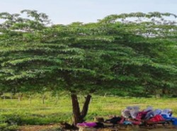 Tanaman Pohon Obat Penyerap Emisi Dukung RTH Jalan di Perkotaan