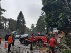 Hujan Angin, Pohon Tumbang Timpa Dua Mobil di Bogor