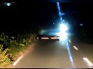 Merinding! Pengendara di Kaltim Dicegat Buaya Besar di Jalan Raya