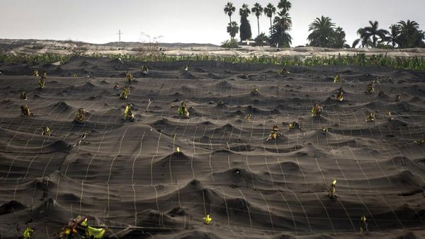 Bak Lautan, Abu Gunung Berapi Spanyol Selimuti Permukiman Warga
