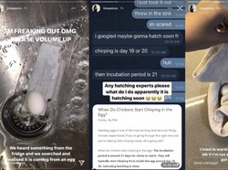 Dengar Suara Aneh dari Telur, Wanita Ini Kaget dengan Temuannya!