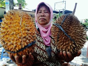 Durian Lereng Gunung Merapi Menunggu Pembeli