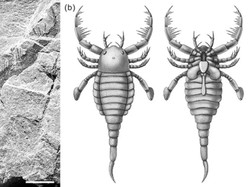 Dulu, Laut China Dikuasai Kalajengking Sebesar Anjing