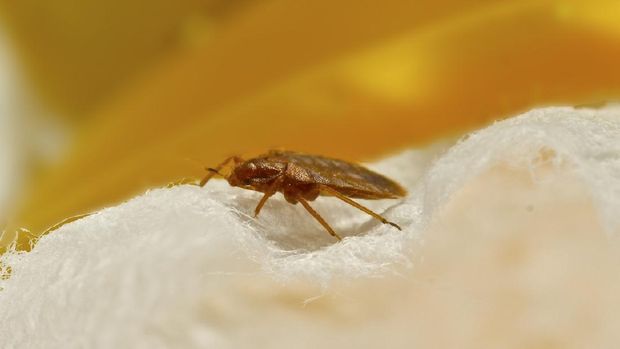 A macro Photo of a bed bug