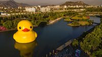Lucu Banget, Ada Bebek Raksasa Ngapung di Danau Chile