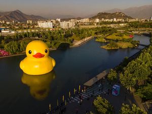 Lucu Banget, Ada Bebek Raksasa Ngapung di Danau Chile Lucu Banget, Ada Bebek Raksasa Ngapung di Danau Chile