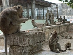 Kawanan Monyet Hidup di Tengah Kuburan Ngujang Tulungagung Dianggap Keramat