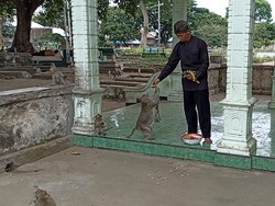 Monyet Hidup di Tengah Kuburan Ngujang Tulungagung Disebut Jelmaan Pesugihan