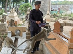 Warga Percaya Beri Makan Monyet Kuburan Ngujang Tulungagung Bawa Berkah