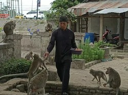 5 Cerita Mistis soal Monyet Ngujang Tulungagung yang Hidup di Tengah Kuburan