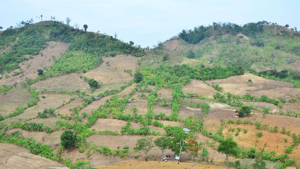 Tolong! Pegunungan Patiayam Kudus Butuh Penghijauan