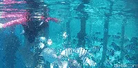 Secuil Surga Bawah Laut Desa Wisata Arborek Raja Ampat