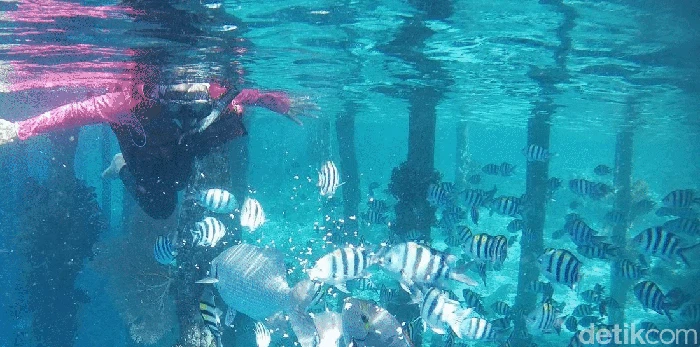 Secuil Surga Bawah Laut Desa Wisata Arborek Raja Ampat Secuil Surga Bawah Laut Desa Wisata Arborek Raja Ampat tambang nikel