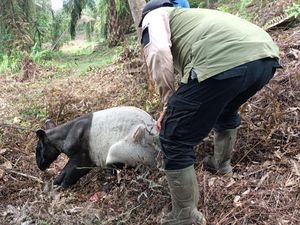 Tapir Kena Jerat di Kebun Sawit Riau, Kakinya Putus