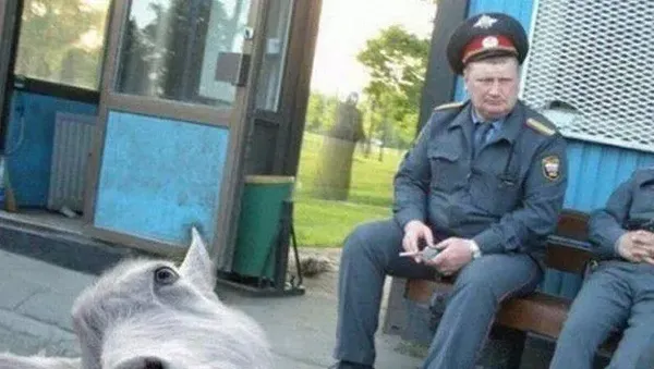 Foto Lucu Ekspresi Hewan Saat Tertangkap Kamera