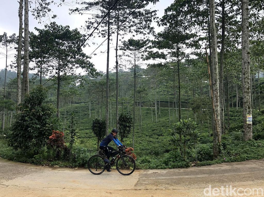 Mencoba Jalur Syahdu Kebun Teh Cianten Bogor Mencoba Jalur Syahdu Kebun Teh Cianten Bogor