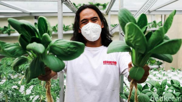 Kreatif, Pemuda Ini Raup Untung dari Ladang Hidroponik di Atap Rumah