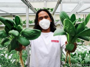 Kreatif, Pemuda Ini Raup Untung dari Ladang Hidroponik di Atap Rumah