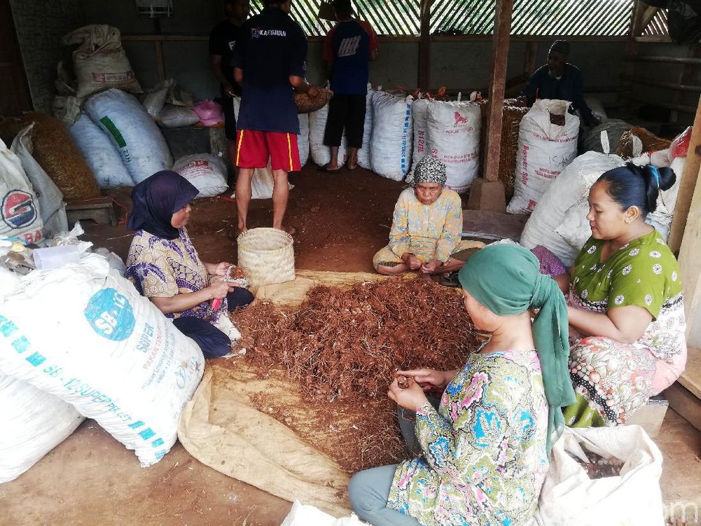 Menilik Rempah-rempah yang Jadi Ladang Uang di Desa Jingkang Sumedang Menilik Rempah-rempah yang Jadi Ladang Uang di Desa Jingkang Sumedang