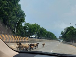 Waduh! Kawanan Kambing Masuk Tol Tanjung Priok Jakut